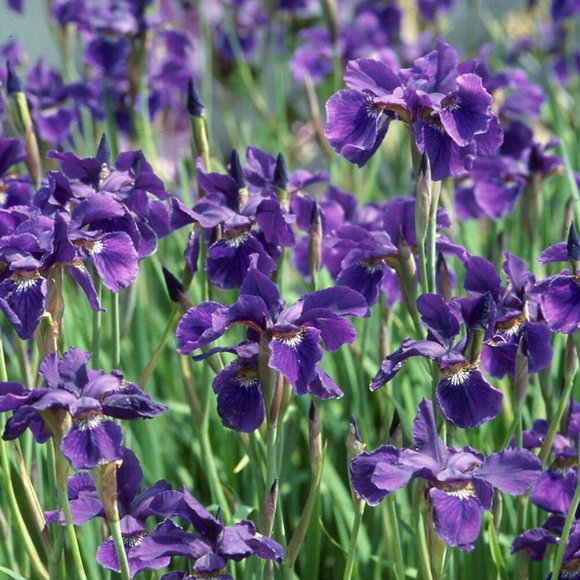 💜Siberian Iris Caesars Brother 15 plants  for $15 - Picture 3 of 4